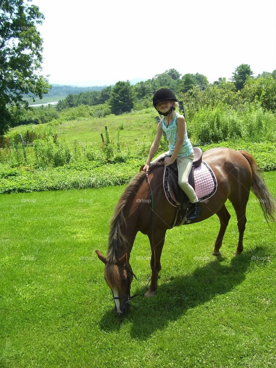 Summer horse beauty