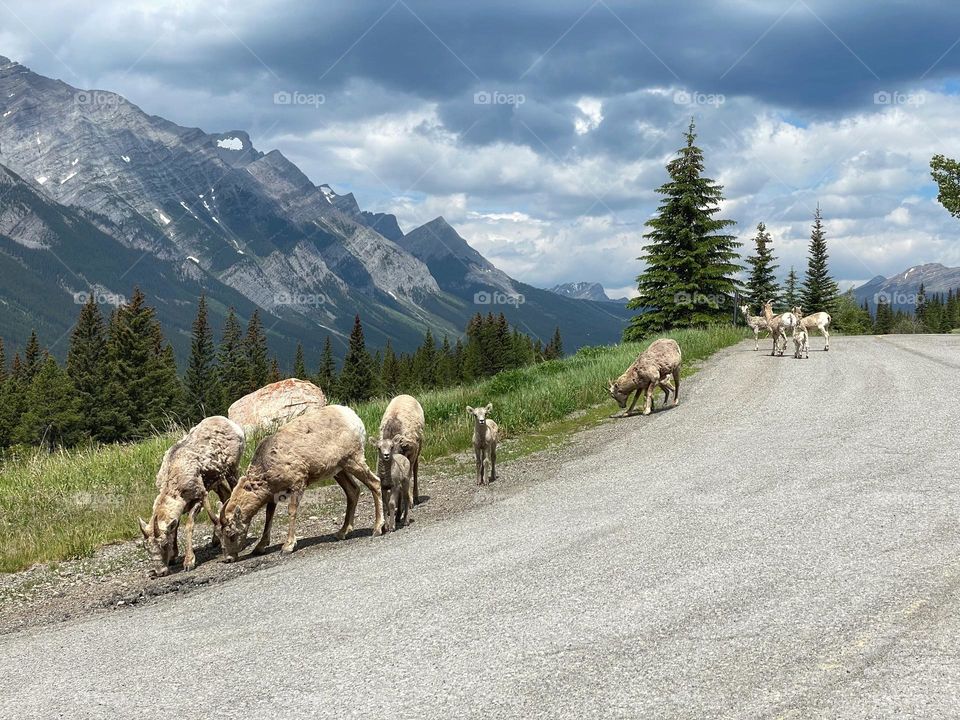 Big horn sheep 