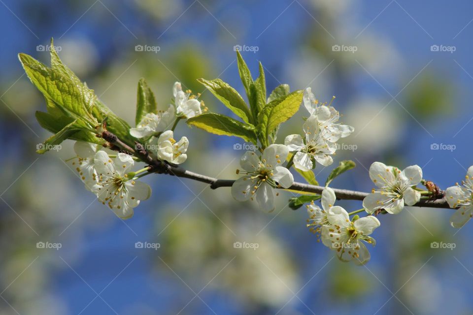 blossom spring tree