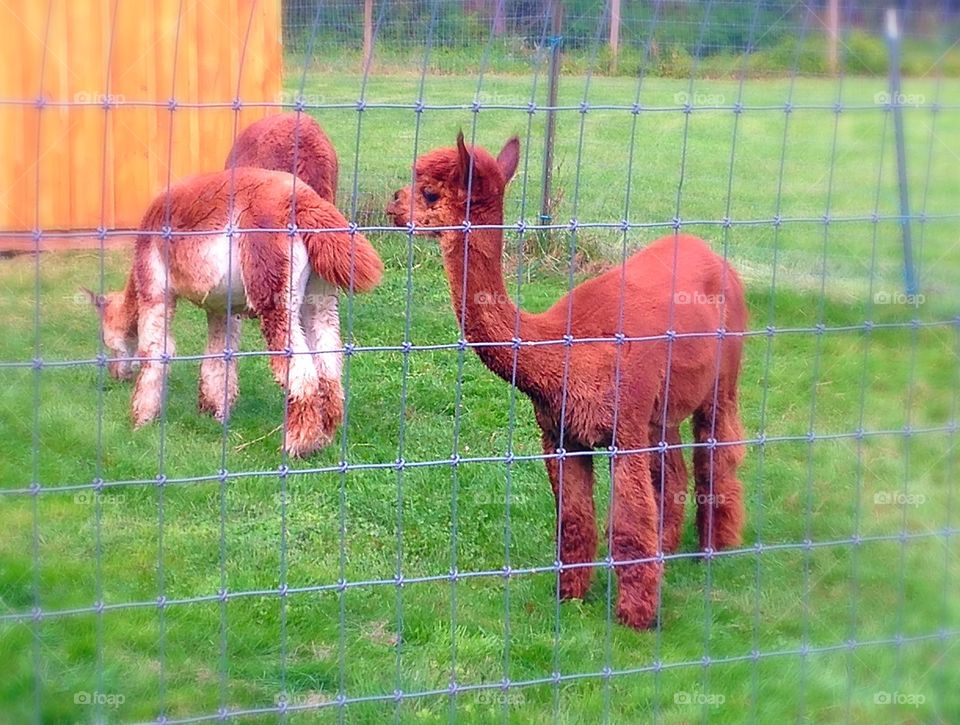 Babies . Little llamas 