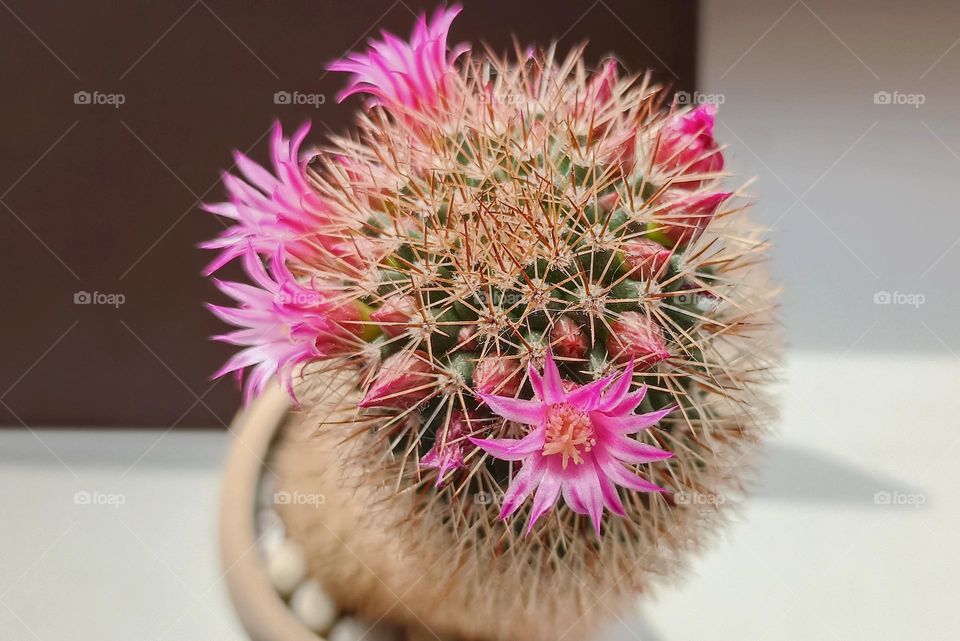 cactus flowers house plant in pot, love earth