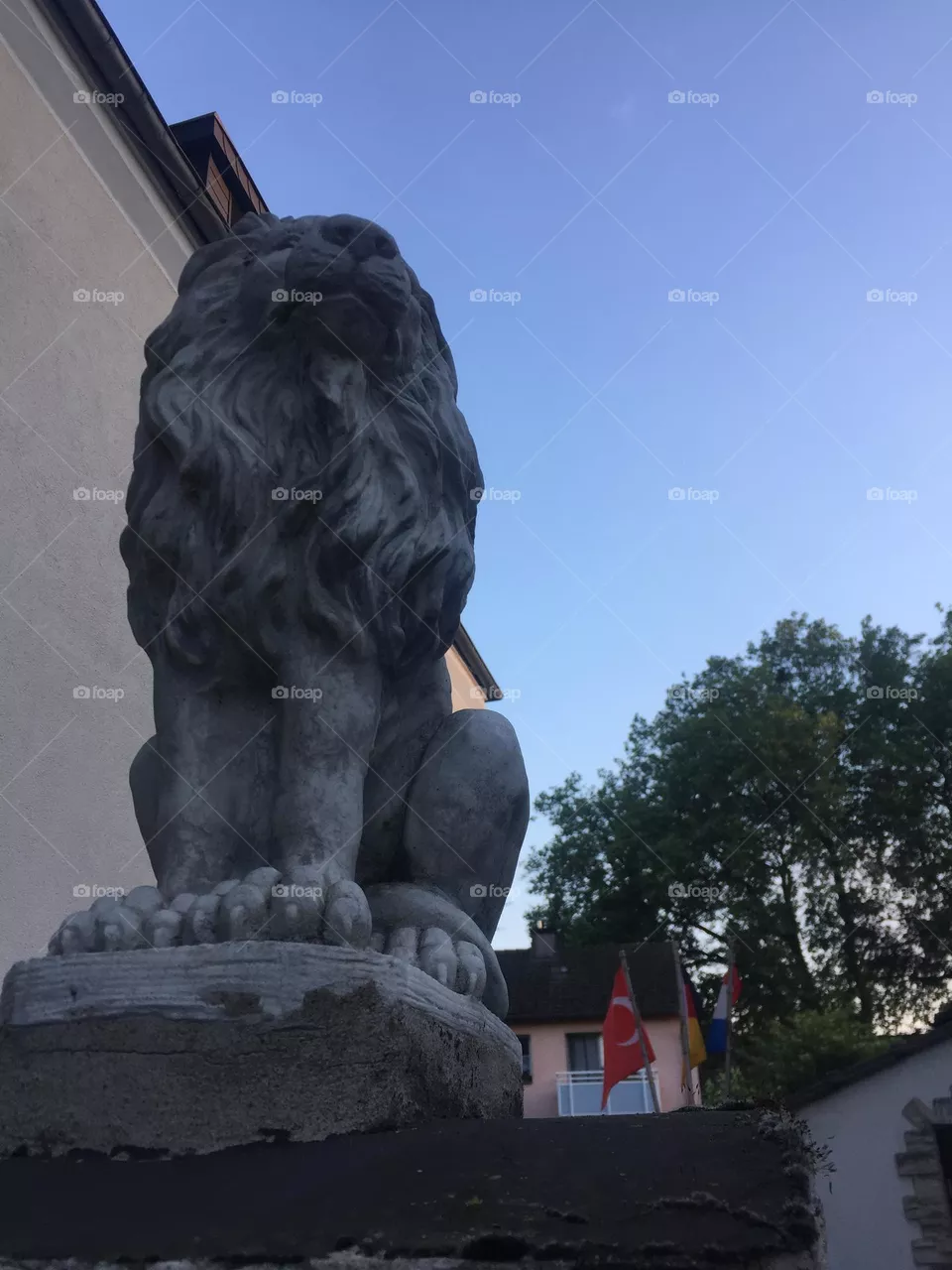 Lion 