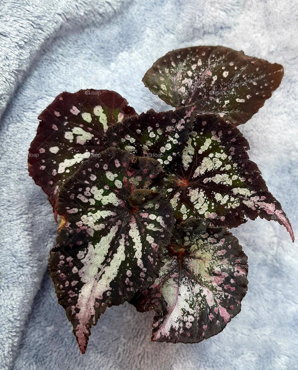 Begonia rex