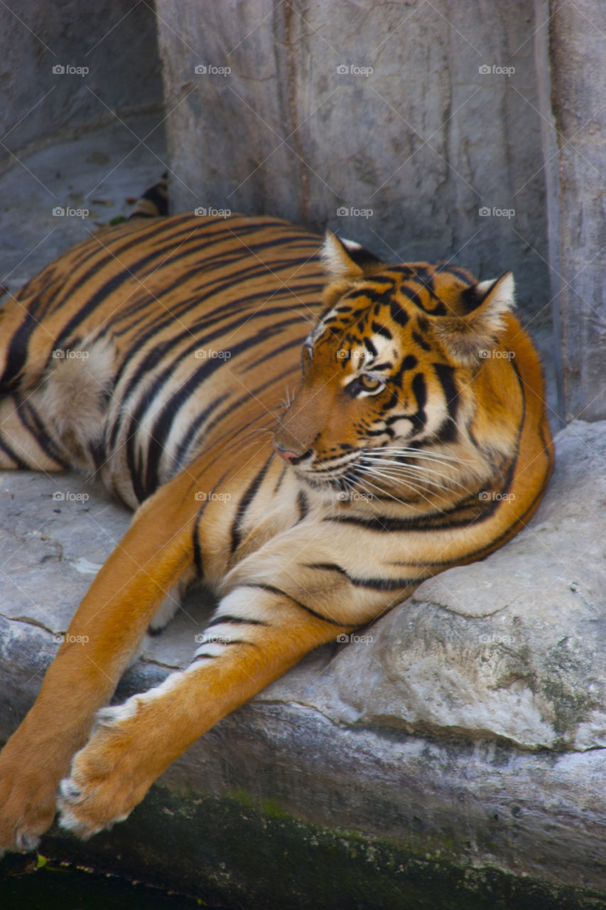 THE BENGAL TIGER IN PATTAYA THAILAND