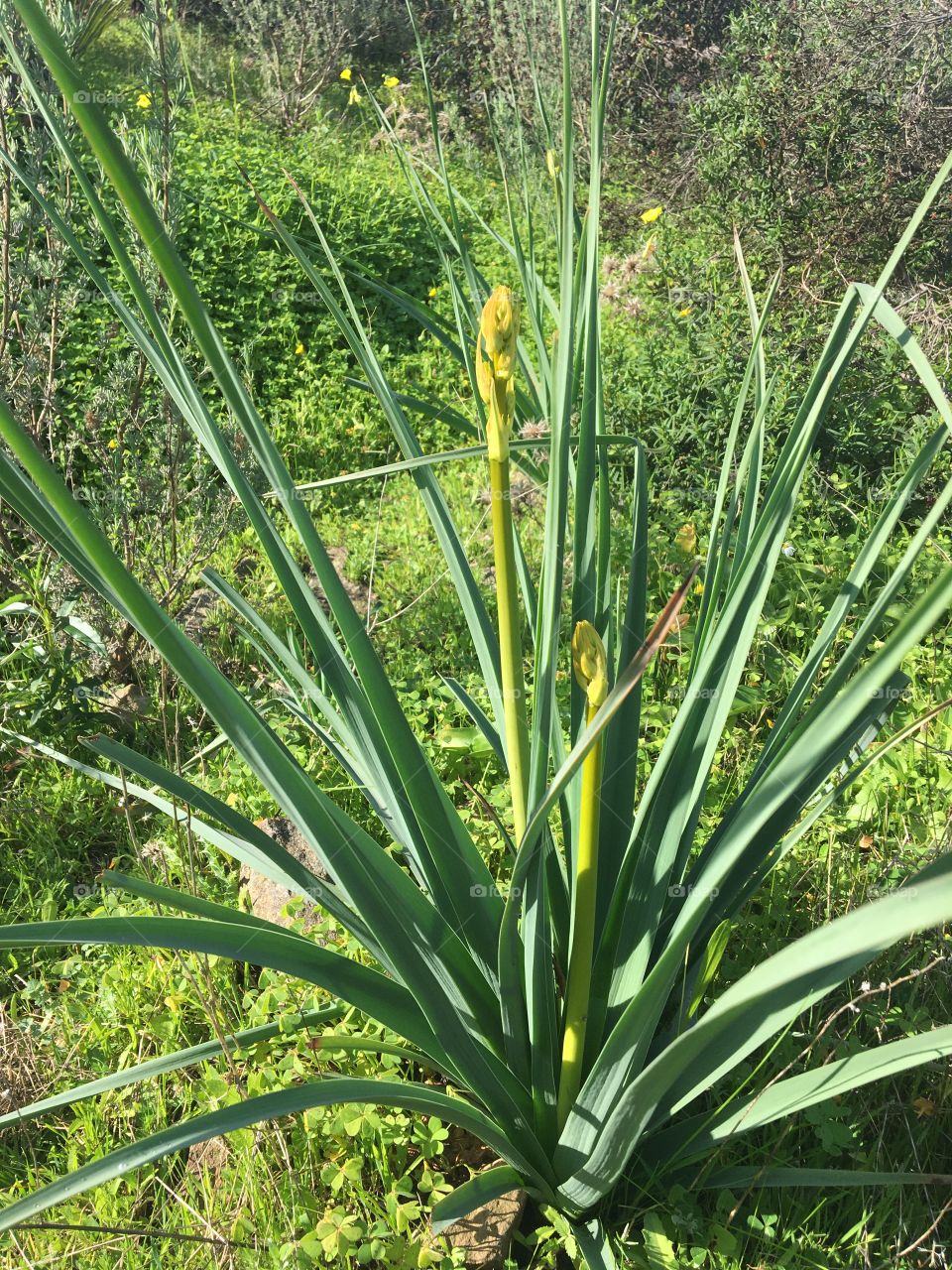 Promise of asphodel flower