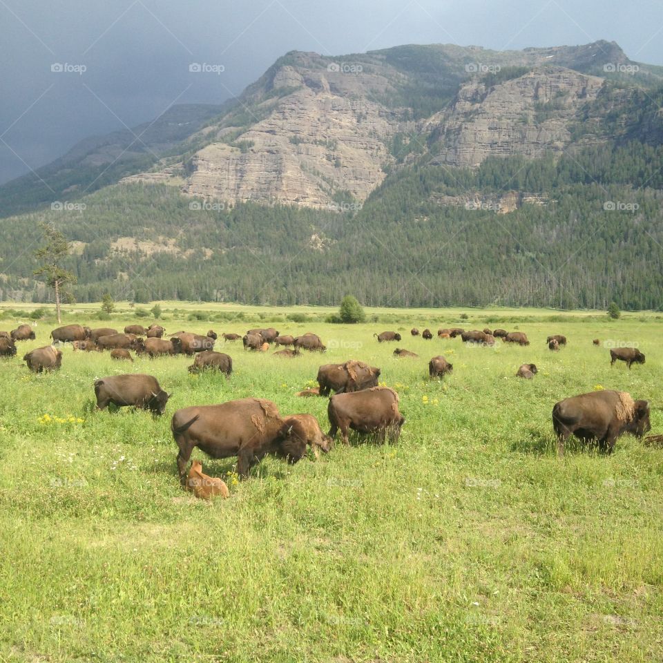 Grazing bison. Yellowstone National Park