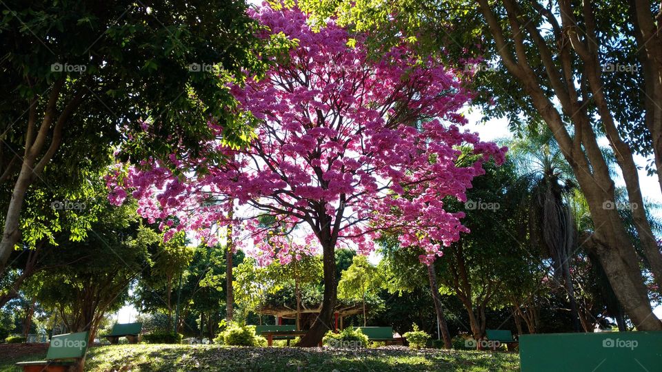 O lindíssimo ipê com a beleza das flores rosas, com um contraste maravilhoso ao amanhecer.