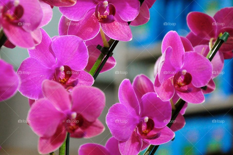 Pink orchids on blue background