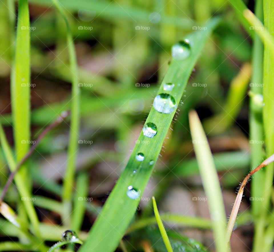 water drops on a single blade of grass growing in the wild