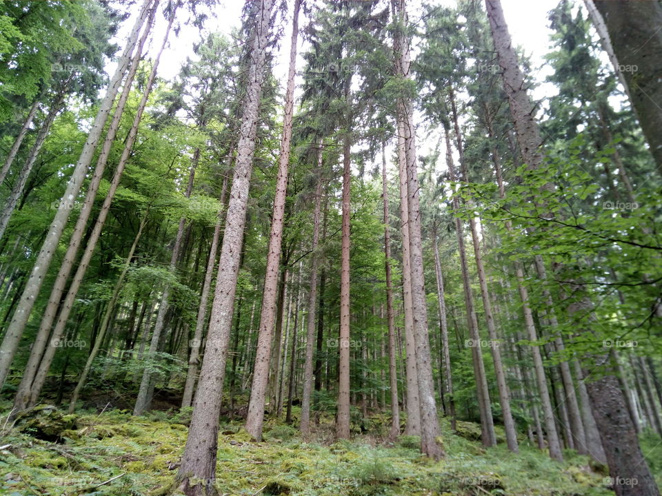 Schwarzwald