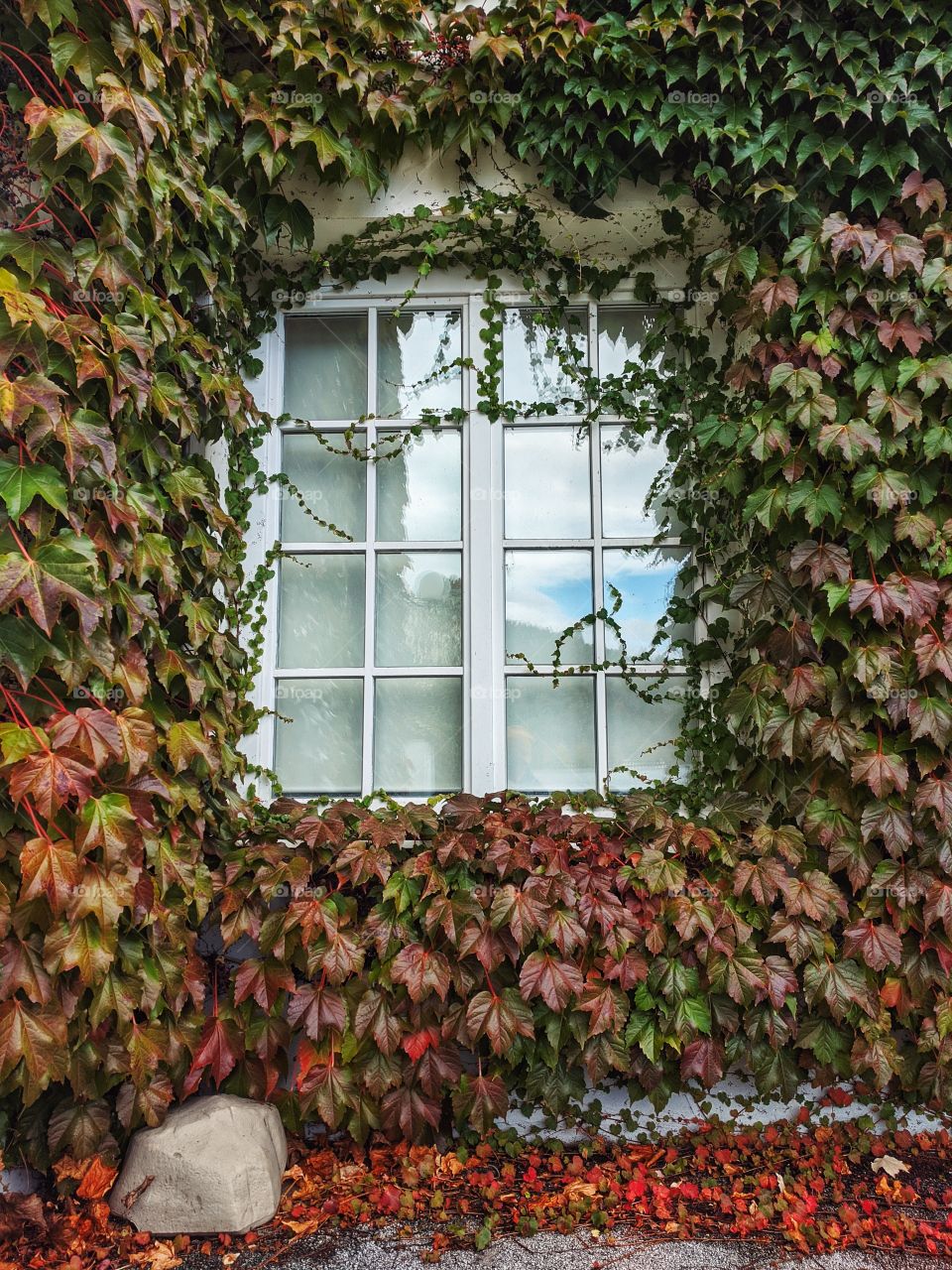 Beautiful autumn view of the window entwined with colorful vine leaves.