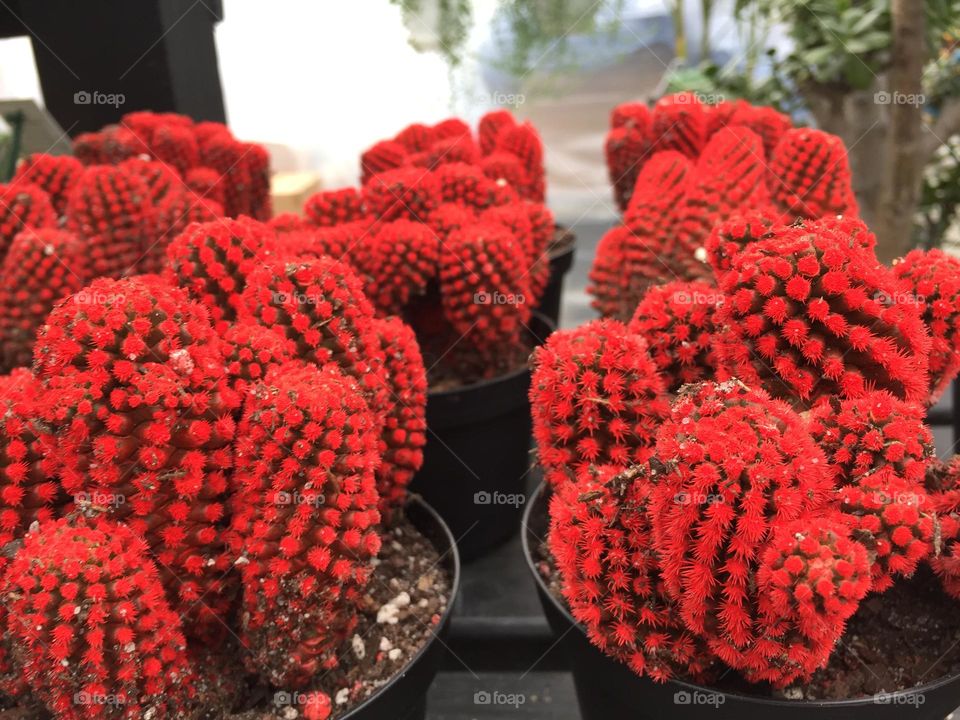Red cacti