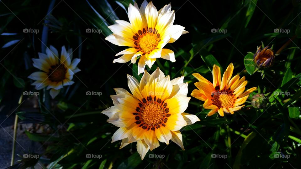 White & Yellow Daisies . White & Yellow Daisies 