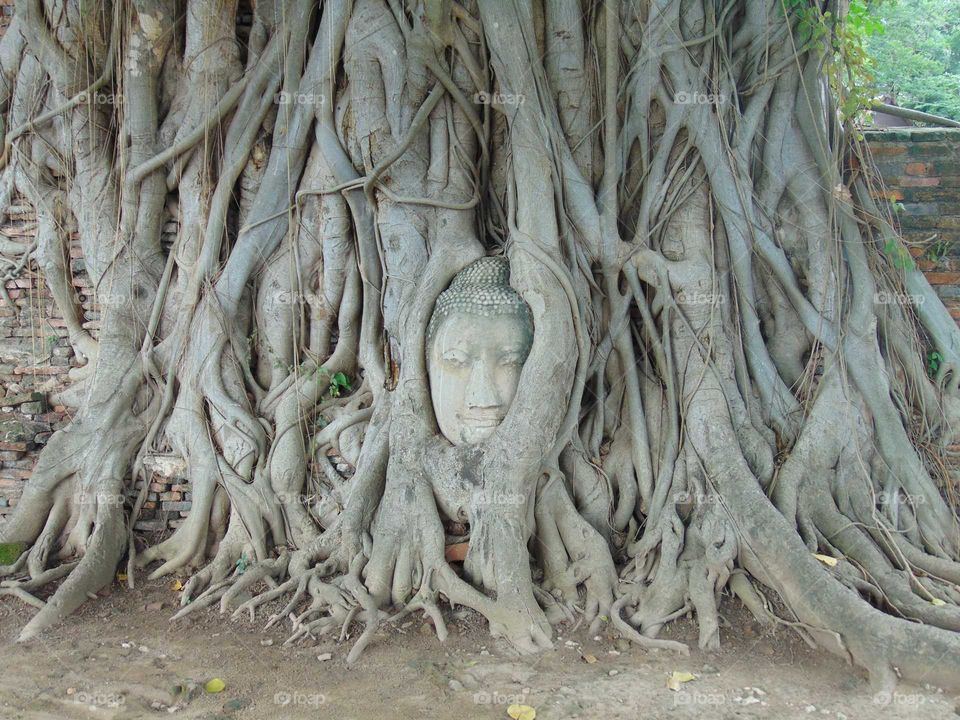 Nature, Root, Old, Tree, Ancient