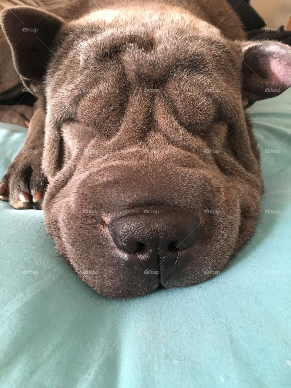 My Sharpei, Syke is so adorable when he lays down. Because of his beautiful wrinkles his face kind of melts when he lays down and his wrinkles for the shape of a smile :) I adore him!
