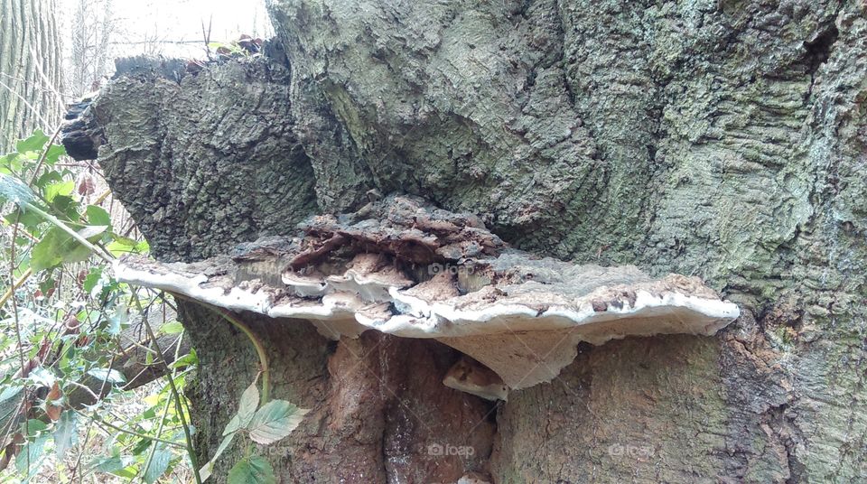 bracket fungus