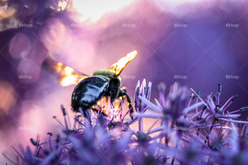 Bumblebee is pollinating purple flower