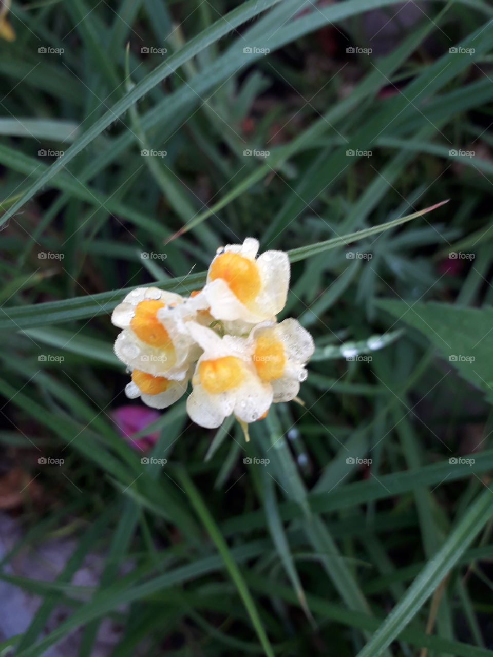 wild yellow toad flax