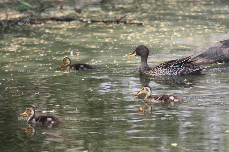 a duck family in a urban pond