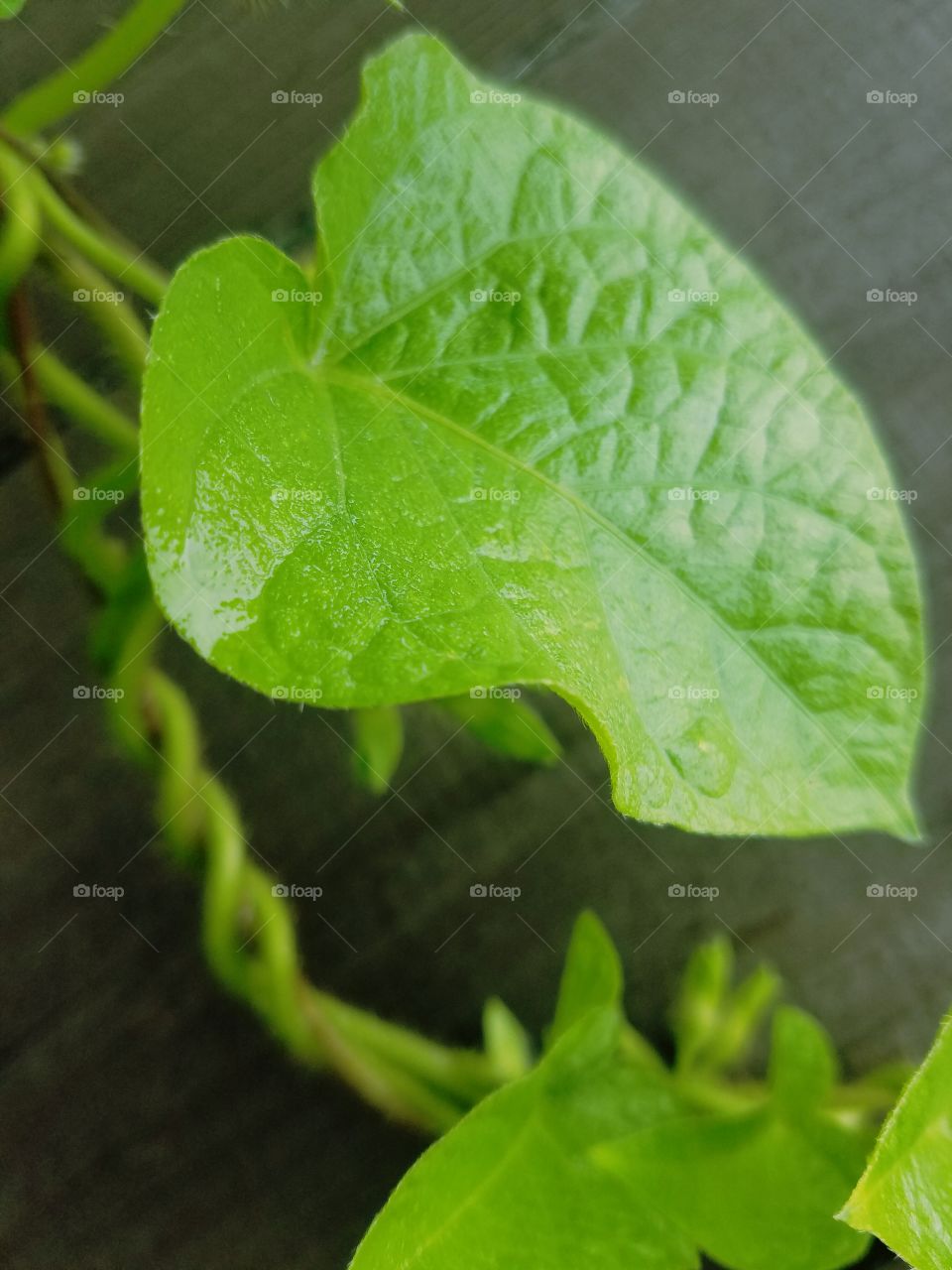 Green Vine Leaf
