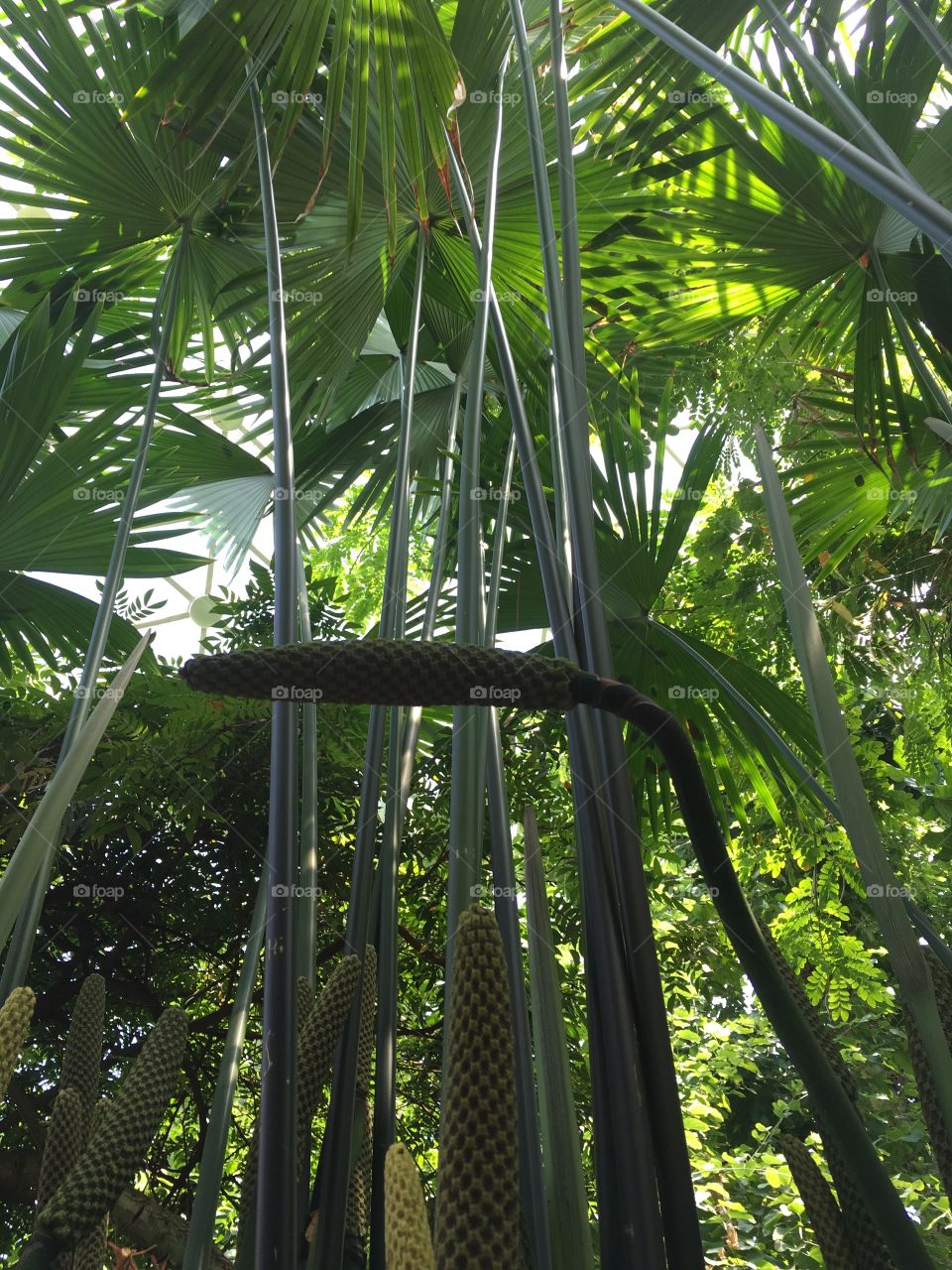 Inside the Climatron at the Missouri Botanical Gardens