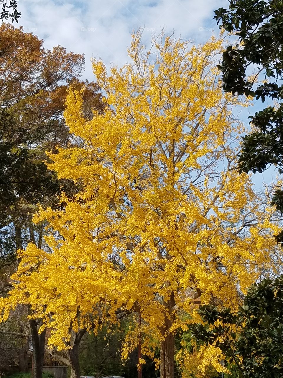 Fort Worth botanical gardens