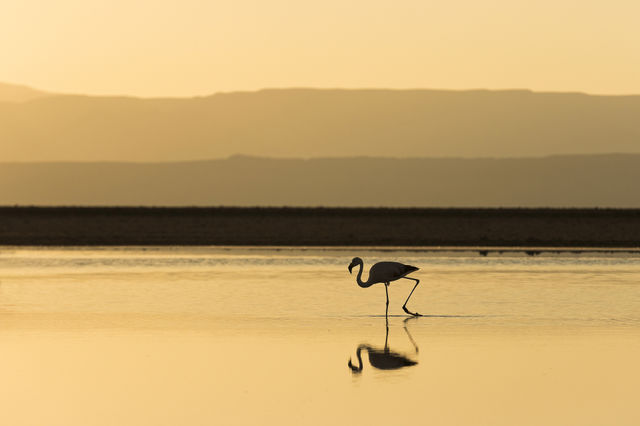 Flamingo Silhouette at Sunset