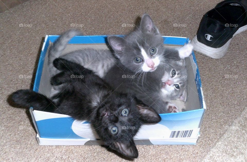 Kittens in a box