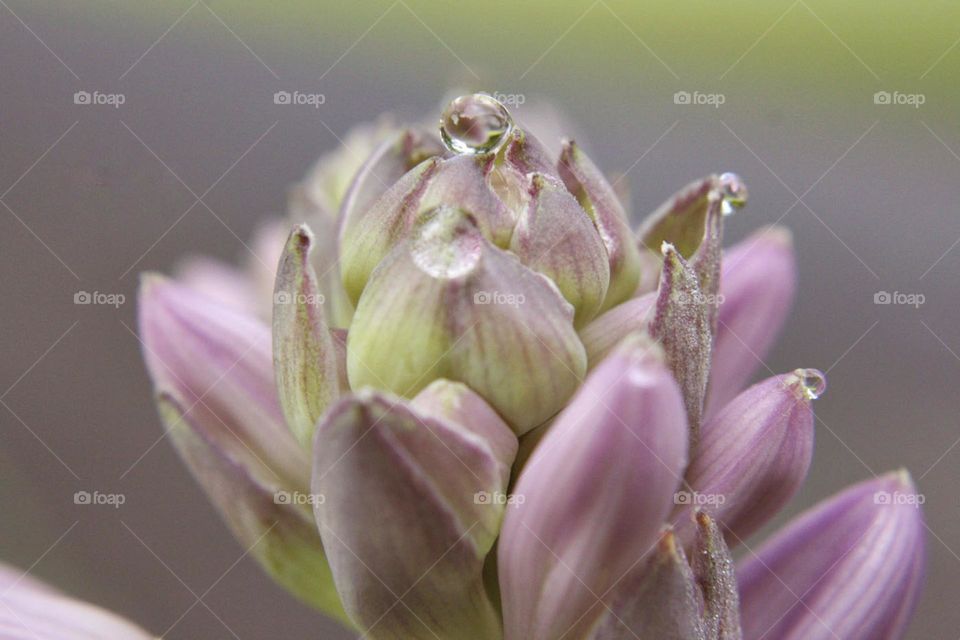 Micro droplets of water on fresh purple and green plants