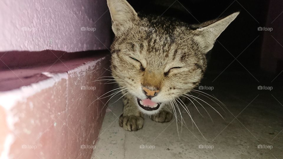 Cat laughing