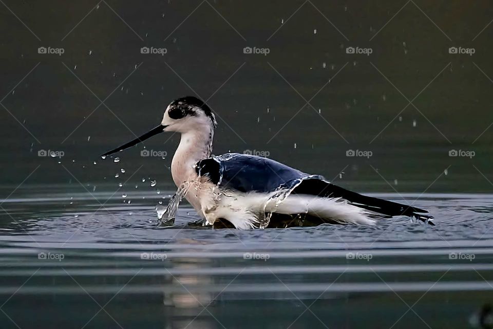 Close up on a White Steed that seems to have fun splashing water in the lake of Suscinio