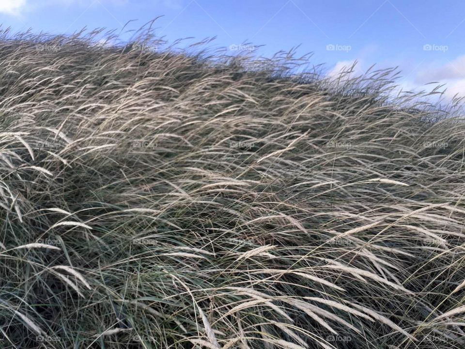 dry grass