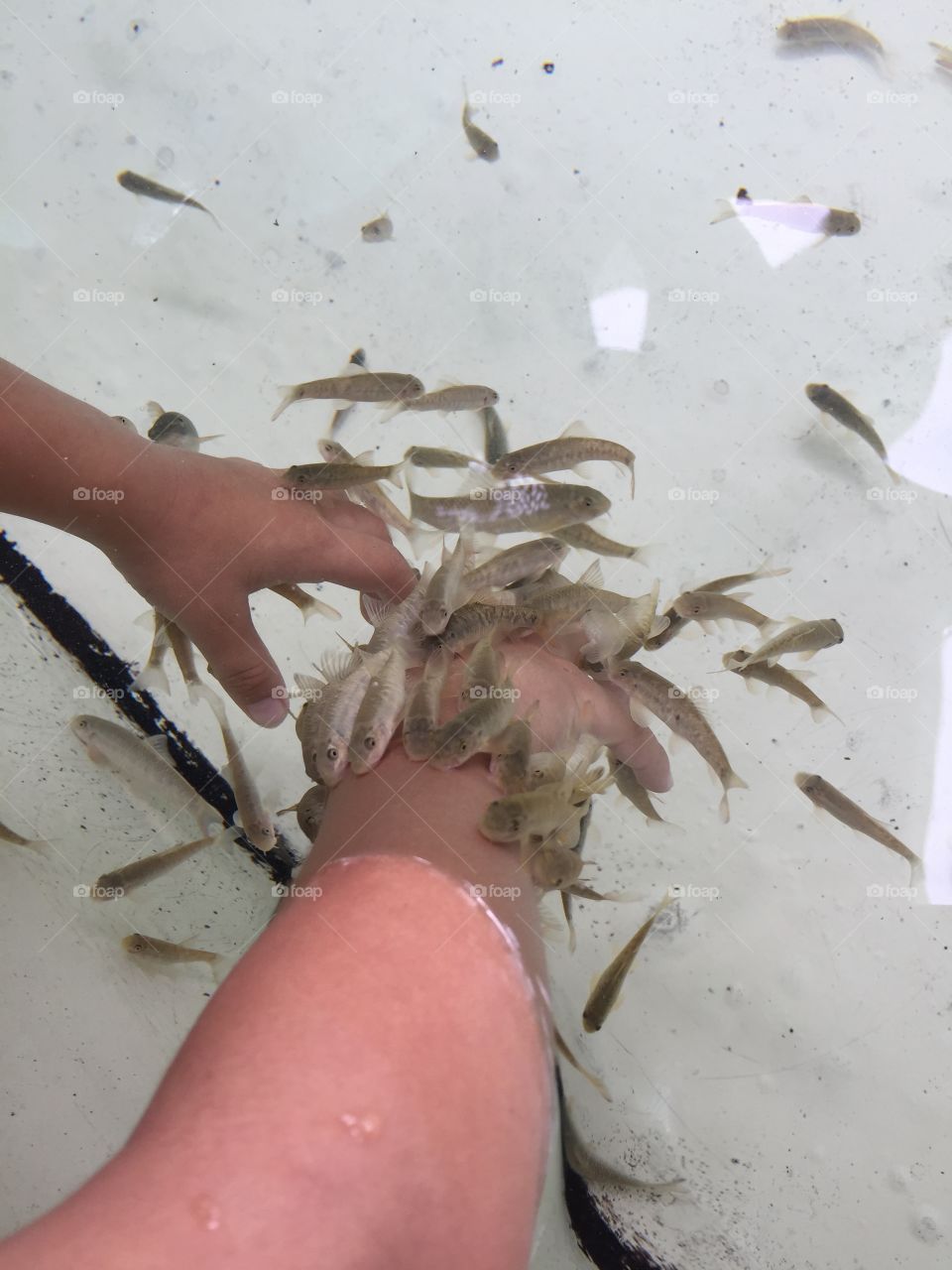 Feeding the fish