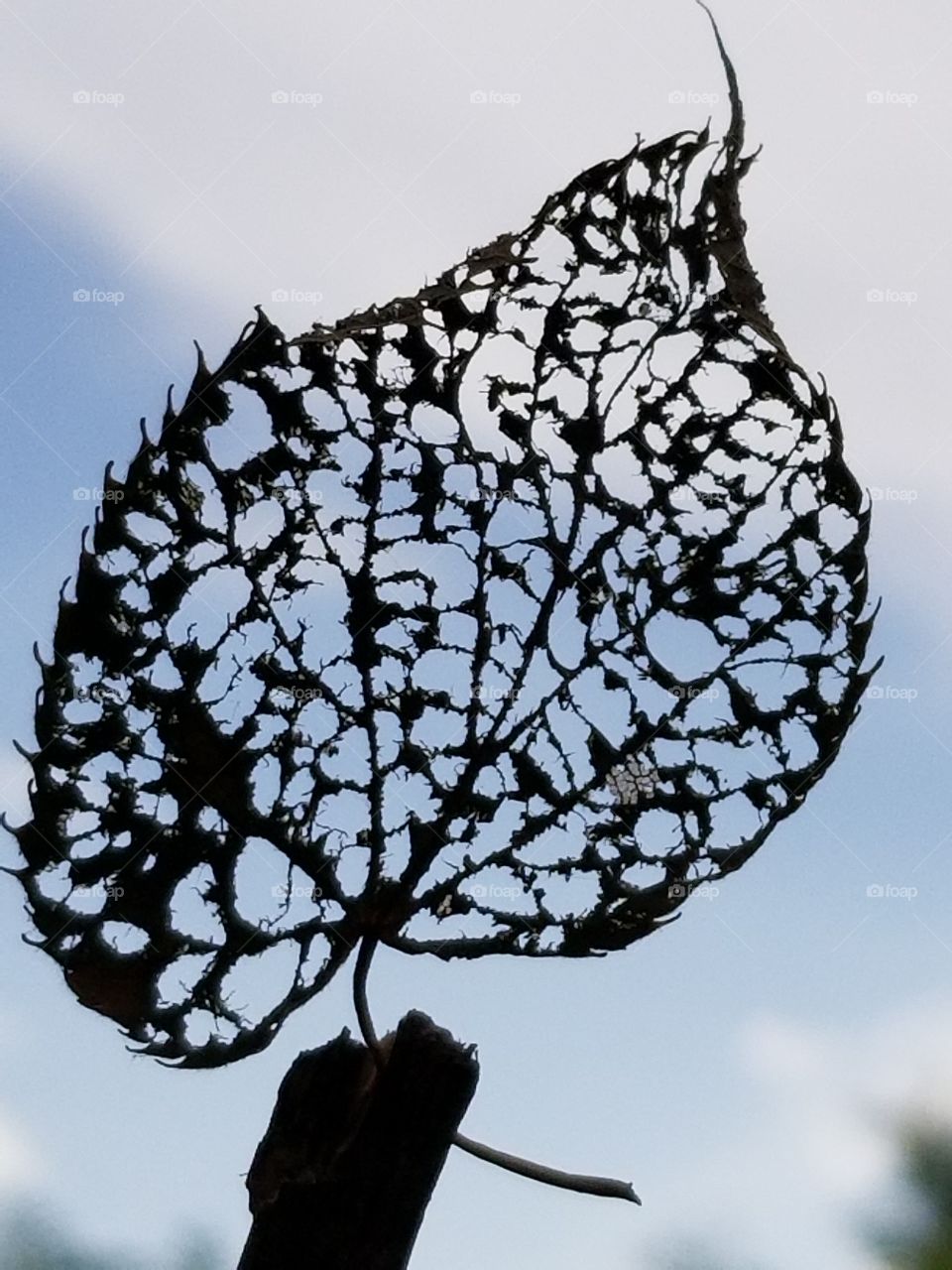 Leaf skeleton