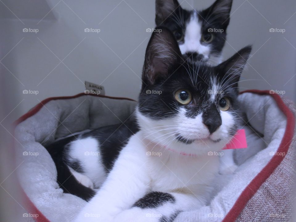 Two black and white kittens 