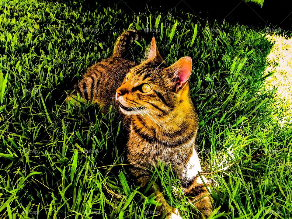 Do you say..... COOKIES