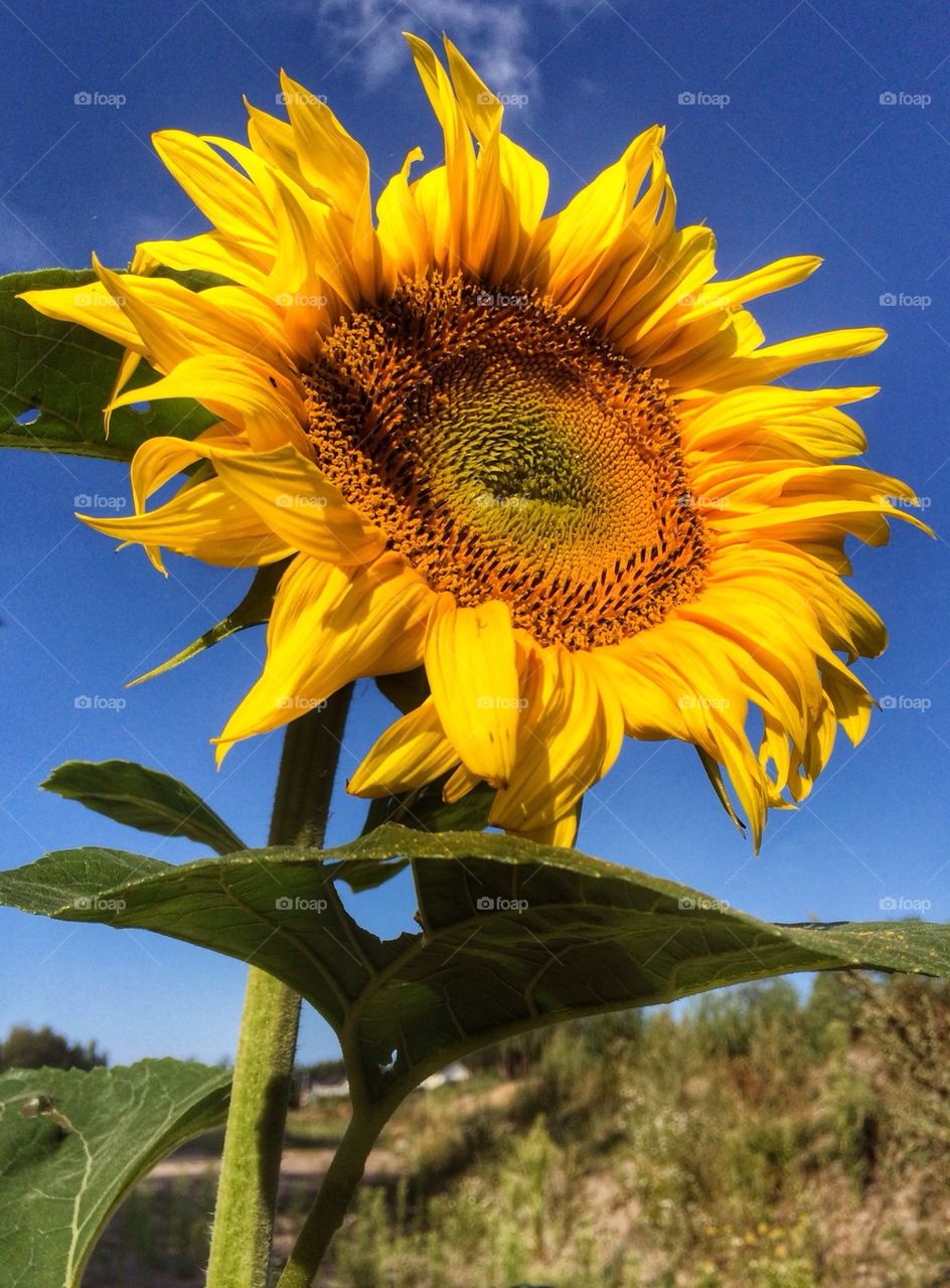 Close-up of sunflower