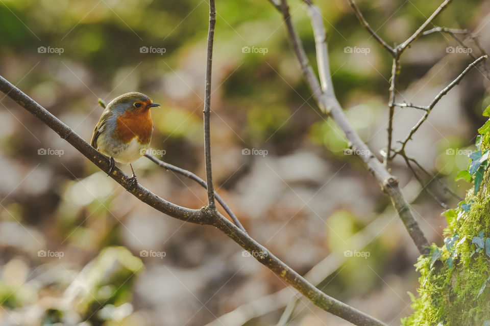 Red Robin 