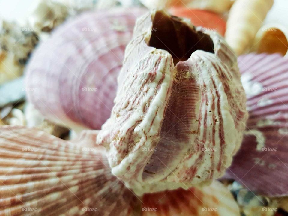Beautiful rare unusual seaside shell.