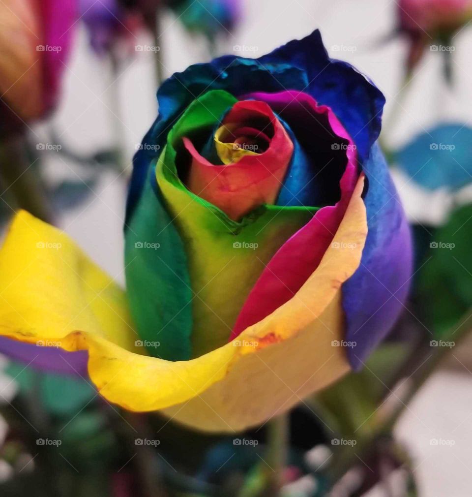 Rainbow rose