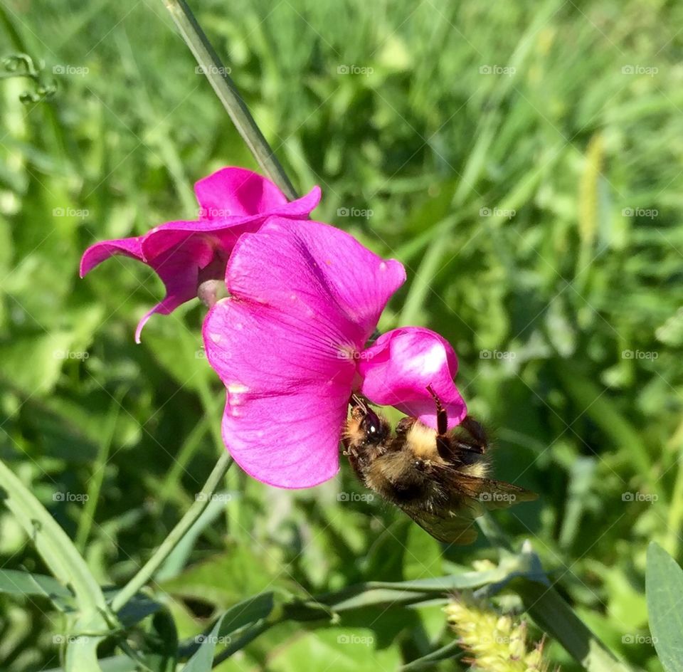 Wild Orchid Pollination.
