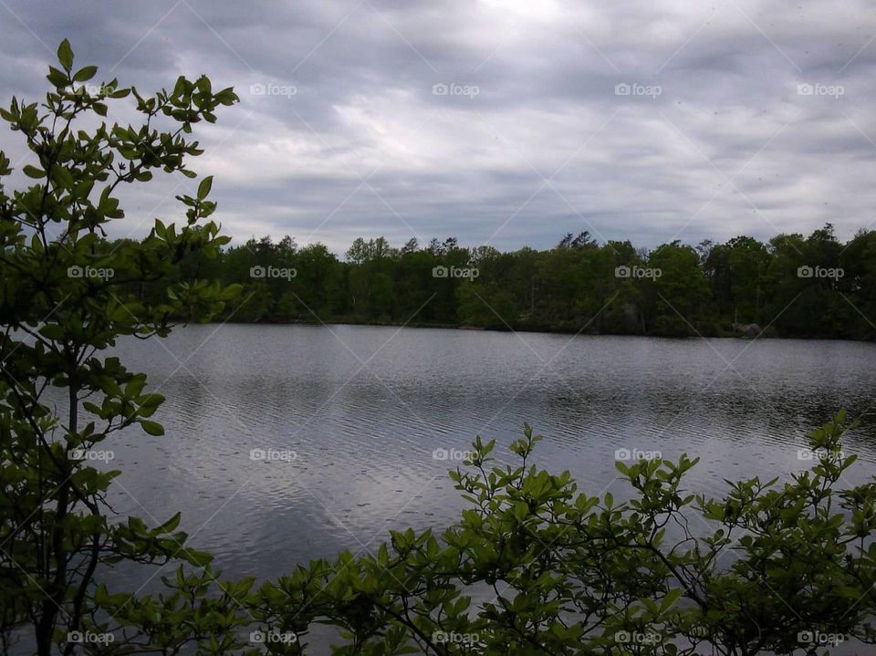 Lake through trees