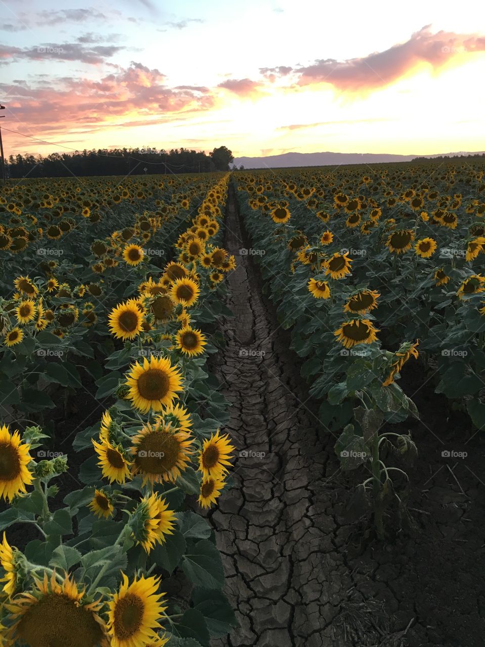 Sunflower, Agriculture, No Person, Flower, Nature