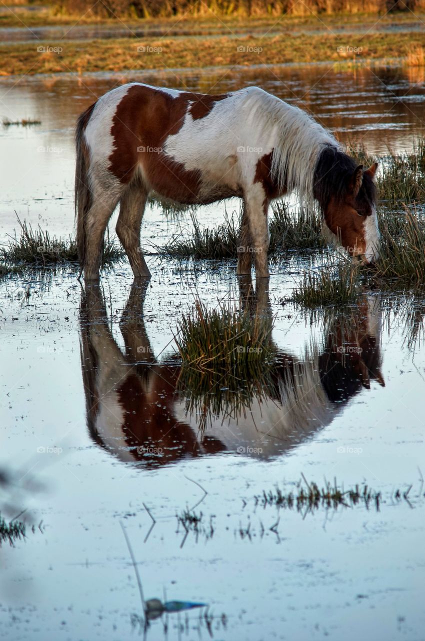 Horse reflecting in lake