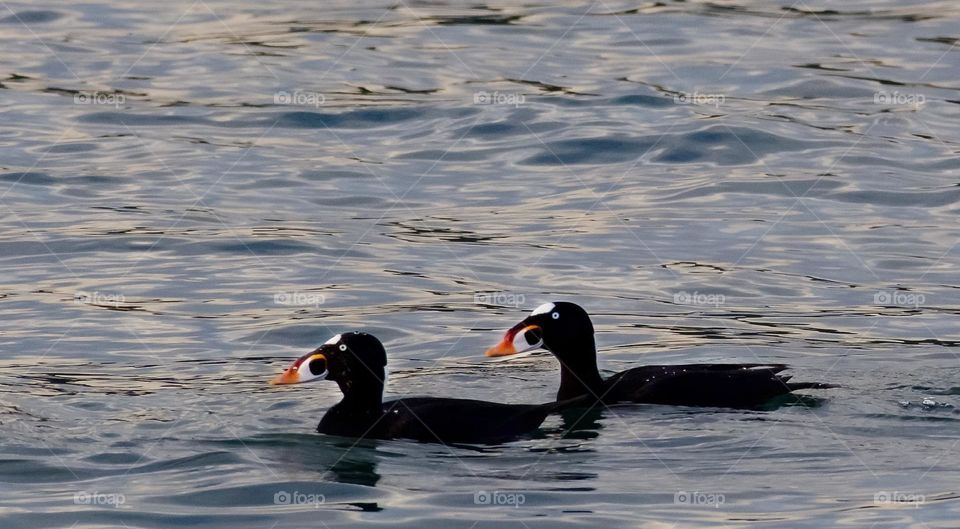 Surf Scoter Ducks