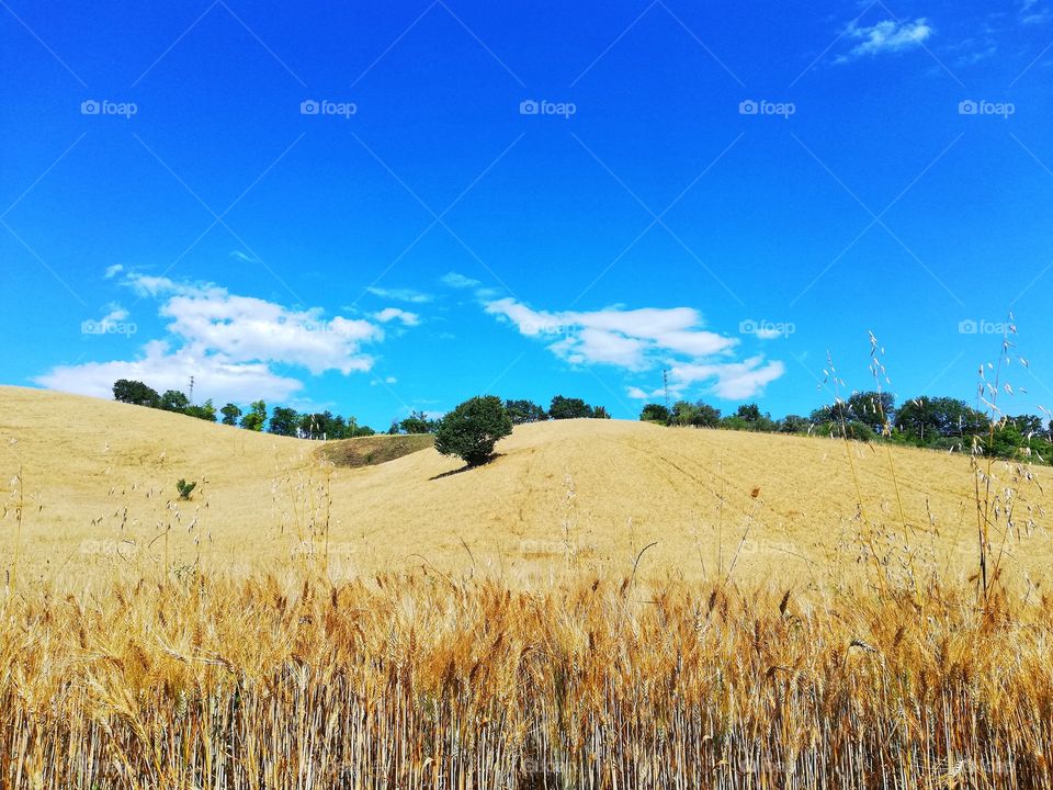 Wheat field and lonely tree