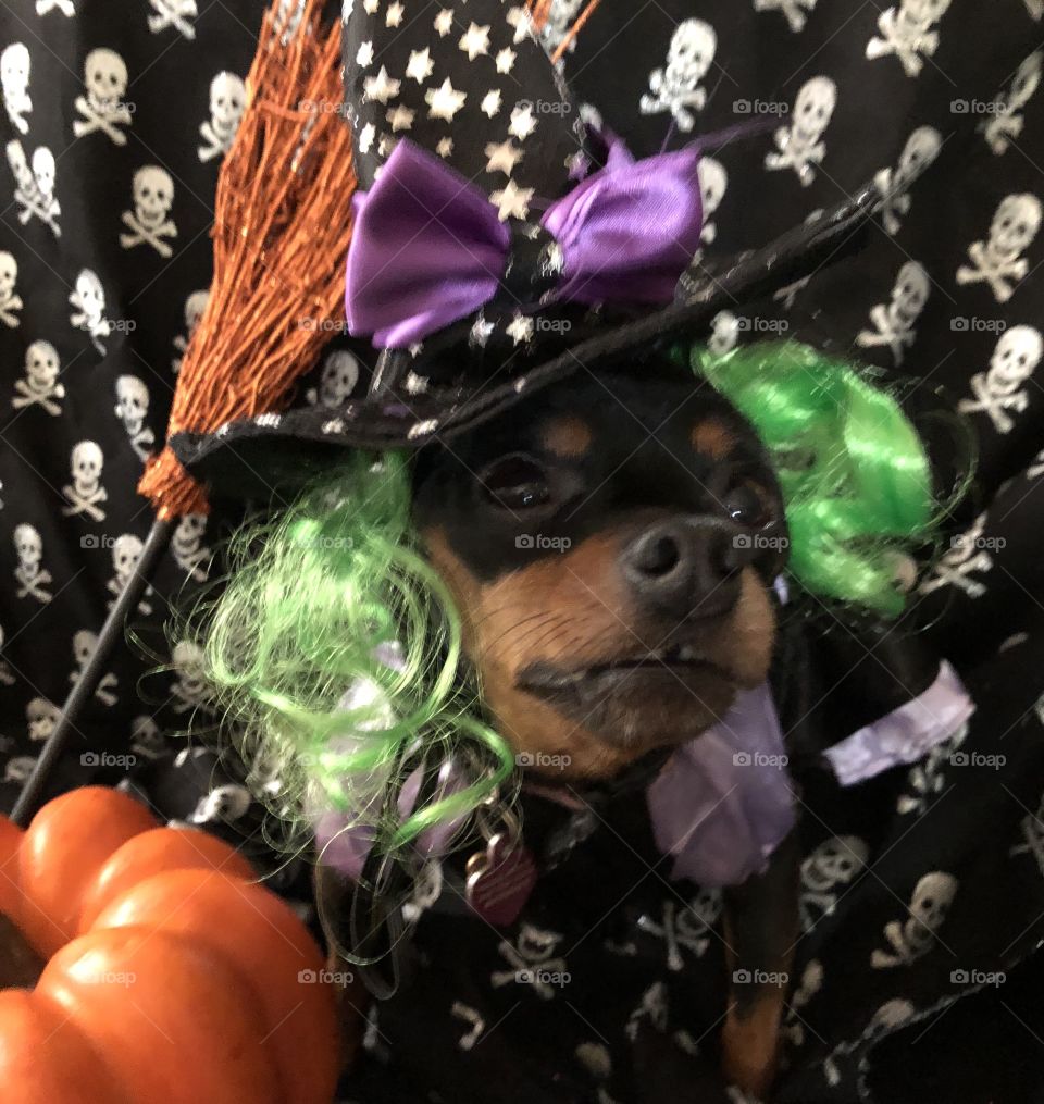 Min pin witch dog