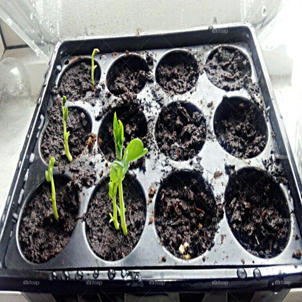 Planting is helping me mentally and giving me happiness.