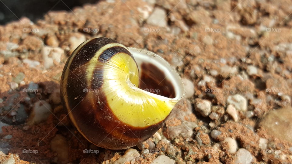 Close-up of a seashell