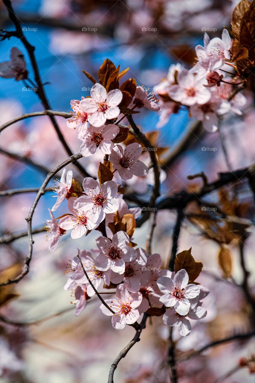 Blooming tree in the spring time in pink